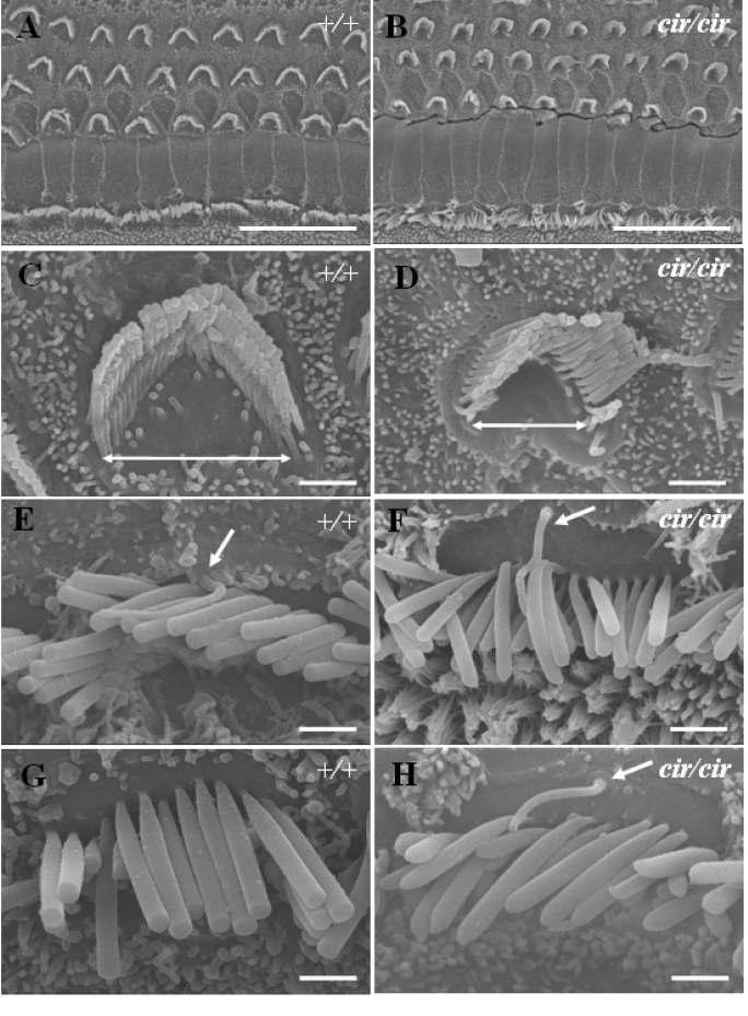 전자현미경으로 본 정상마우스 (A, C, E, G)와 circling 마우스(B, D, F, H)의 유모세포 형태. 정상마우스의 외유모세포는 U자 모양의 입체섬모의 배열이 일정하지만 circling 마우스에서는 이러한 조직이 퇴화되어 비정상적인 모습을 보임. Ultrastructure of sensory hair cells of circling and norrmal mice. (A) Outer hair cell of normal mouse exhibited well-organized, (B) OHCs of cir/cir mouse exhibited abnormal 
