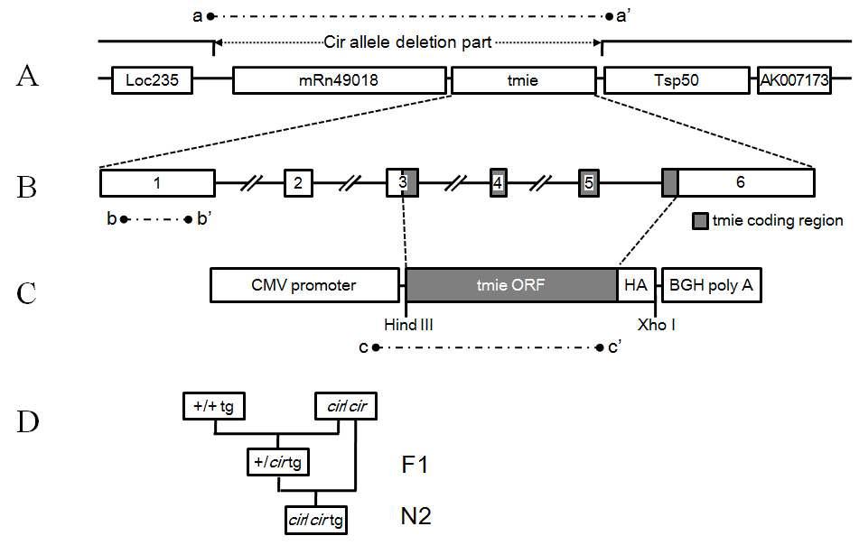 Construction of tmie transgene. (A) Diagram of the deleted region in the circling mouse. (B) The exon structure of tmie is indicated, with 459 bp open reading frame denoted by gray box. (C) Transgenic construct for overexpression of tmie gene.