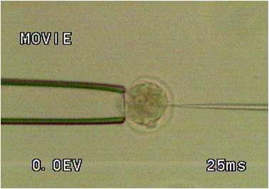 Microinjection of constructed tmie gene into the pronuclei of embryo.