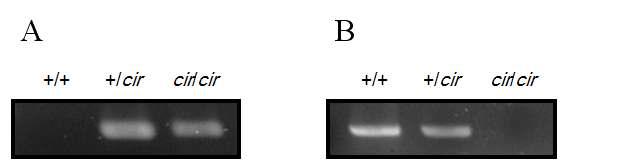 Genotyping of the mice. (A) Cir allele was amplified with primers flanking deletion region (Figure 2A; a-a'). The PCR product is 406 bp. (B) Inside exon 1 of tmie was amplified for existence of wild type allele (+) (Figure 2B; b-b'). Amplified products corresponds to 564 bp.