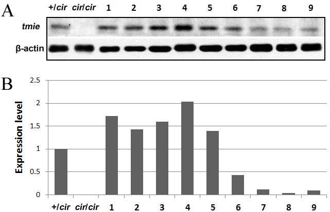 tmie expression analysis in the cochlea by Western blotting. (A) Western blot analysis is the +/cir, cir/cir, and some of the cir/cir-tg mice. Lane 1-4: mice in group I; lane 5-6: mice in group II; lane 7-9: mice in group V. The antibody demonstrates a single immunoreactive band of 17 kDa. β-actin was used as the internal control. (B) Densitometry data presented in band intensity relative to wild type control following normalization to actin. The intensity of the bands for tmie westernblot was quantitated using Image J program.