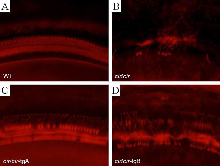 Surface preparation of the wild-type (WT) (A), cir/cir (B), cir/cir-tgA (C), and cir/cir-tgB (D) organs of Corti. Tissue was obtained from the basal turn of the cochlea, stained with TRITC-Phalloidin (red) to label F-actin in the stereocilia. Note that the cir/cir and cir/cir-tgB mice hair cells were missing (B and D) and cir/cir-tgA mice show recovery in the hair cells in the cochlea (C).