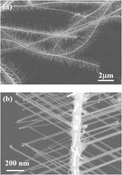 SnO2 브렌치 나노선 구조의 예; (a) 저배율 SEM 사진 (b) 고배율 SEM사진 [25]