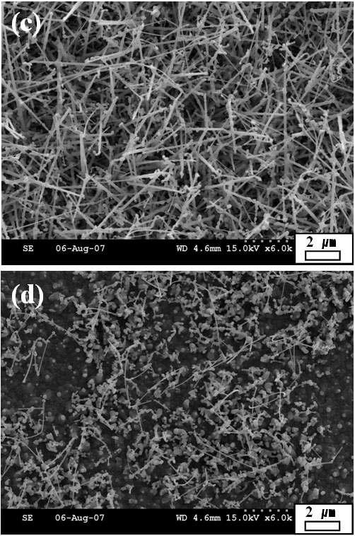 (a) 900, (b) 950, (c) 1000 그리고 (d) 1050도에서 합성된 생성물의 SEM사진