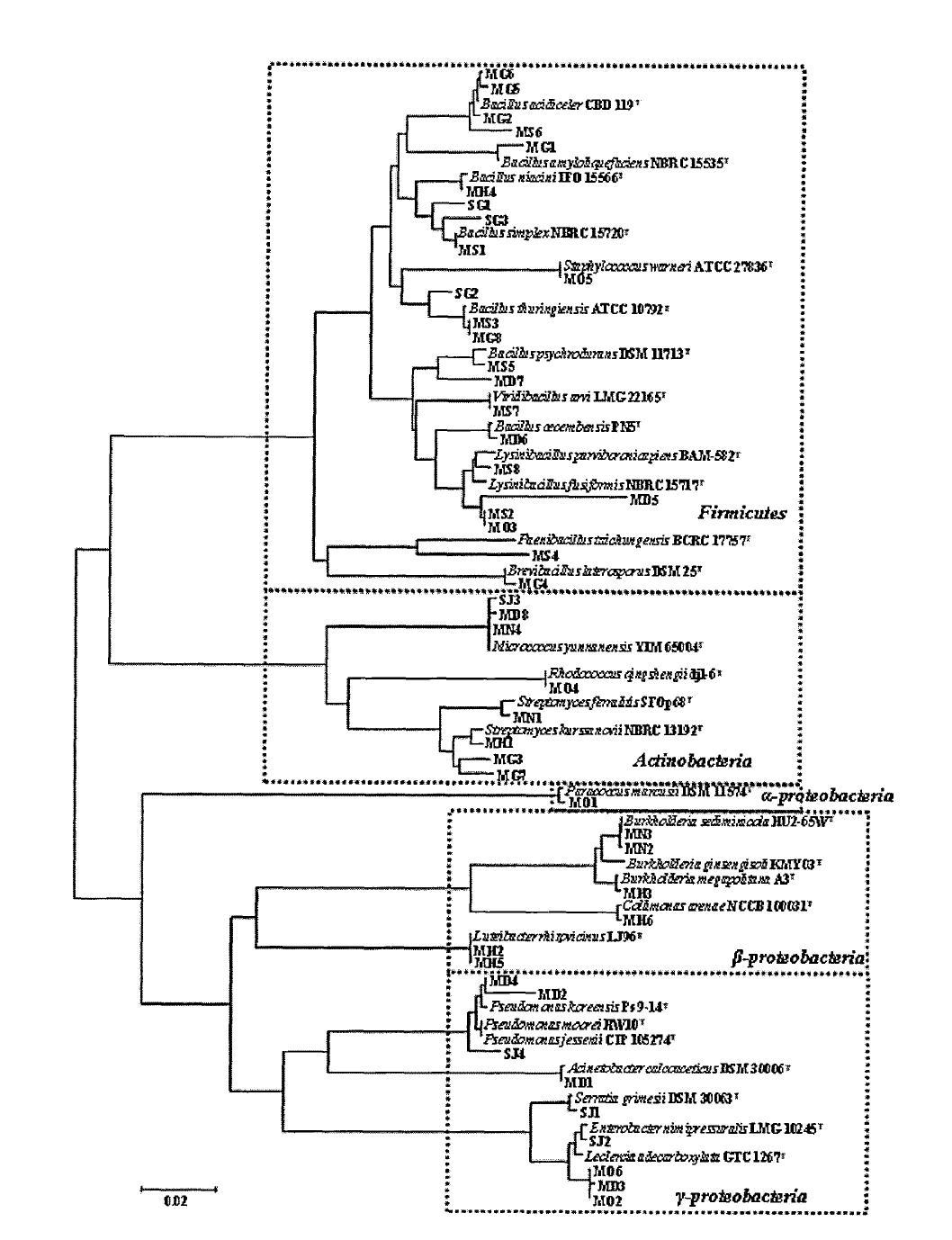 16S rDNA 유전자를 통한 자생 식물 뿌리 내생 세균의 계통수 (SQ01, SL02MA01, MP02, MJ03, MC04, MA06 and MC07)