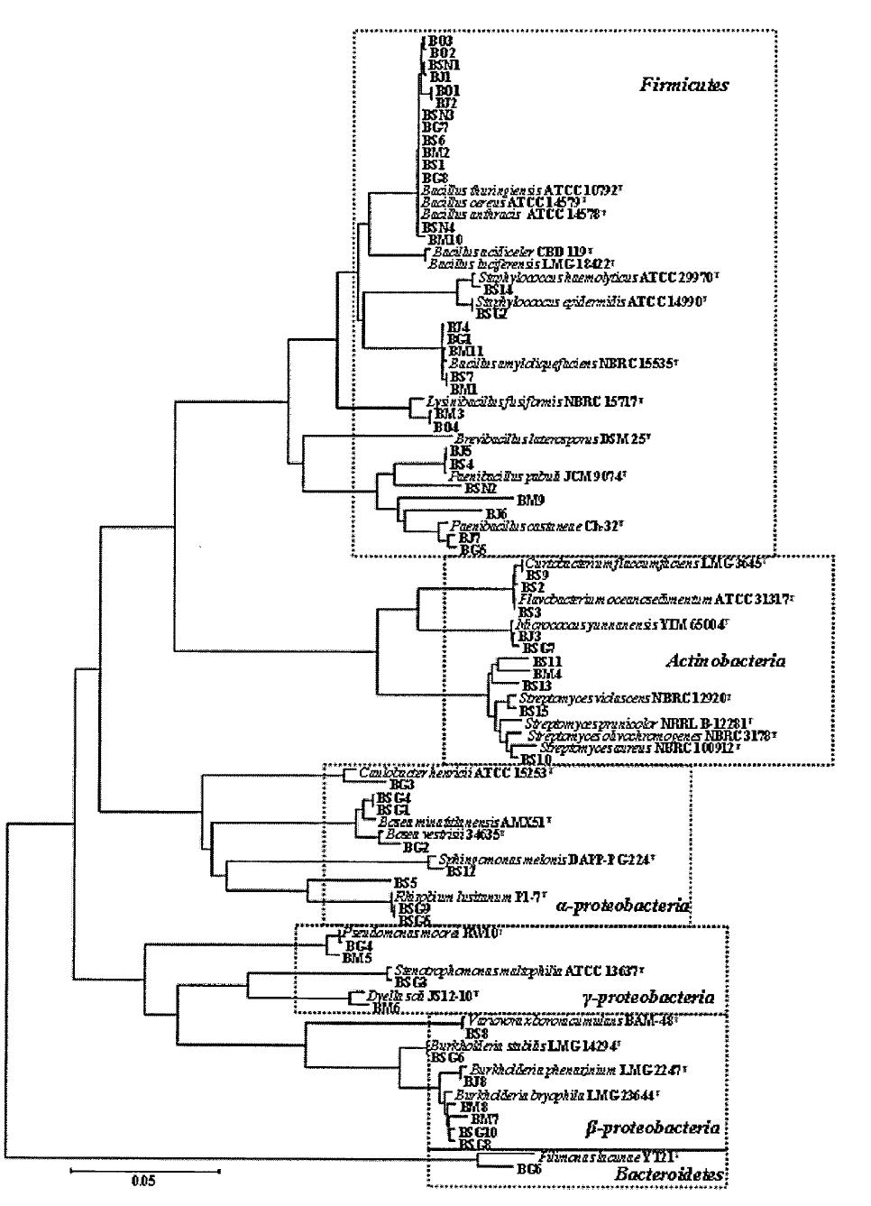 16S rDNA 유전자를 통한 자생 식물 뿌리 내생 세균의 계통수 (BR01, BF02, BS03, BP04, BR05, BL06 and BA07)