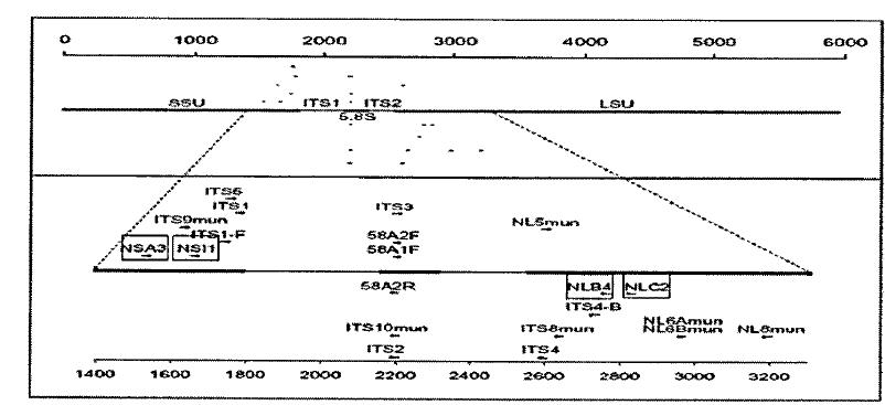 Fungal-specific PCR primers