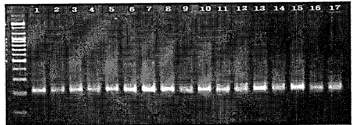 PCR-DGGE pattern 분석에 사용할 PCR product의 전기영동 결과.