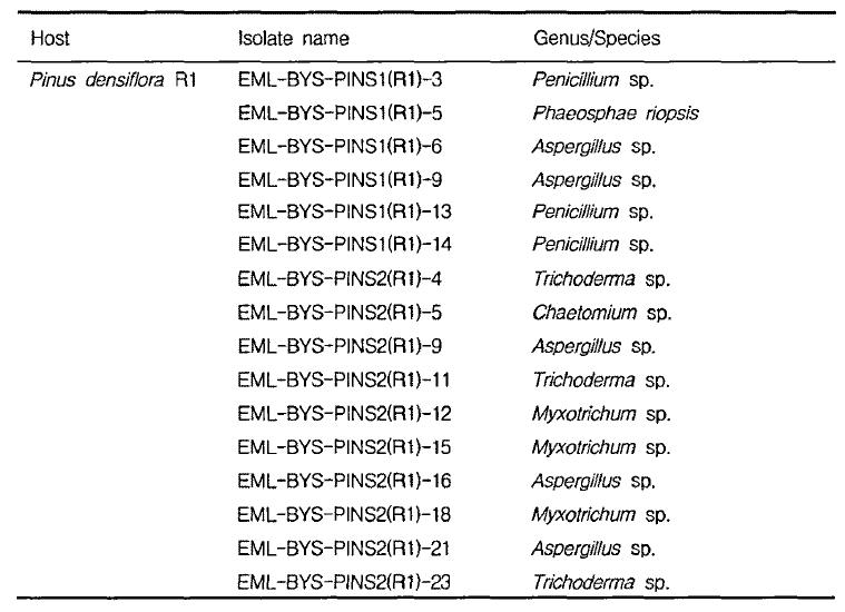 Fungal flora from other rhizosphere (R1) sample of pine tree (Pinus densiflora) from Mt. Baegam