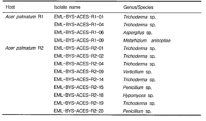 Fungal flora from other rhizosphere (R1, R2) sample of maple tree (Acer palmatum) from Mt. Baegam