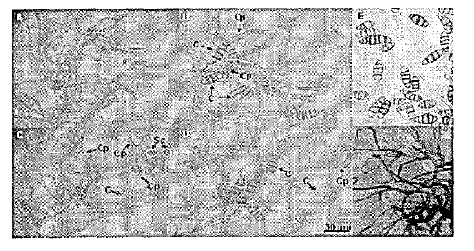 E. allii EML-04052804 (A-F).