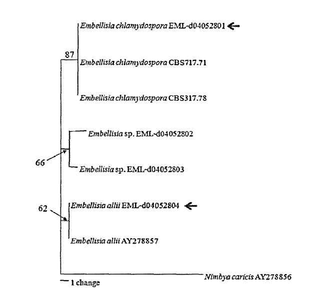 One of three most parsimonious trees (tree length= 21, CI= 1.0, RI= 1.0) for partial SSU mitochondrial rDNA sequences. Sequence of Nimbya caricis was used as outgroup to root the tree. Bootstrap values were shown at nodes or by arrows supported by more than 50% from 1000 replications.