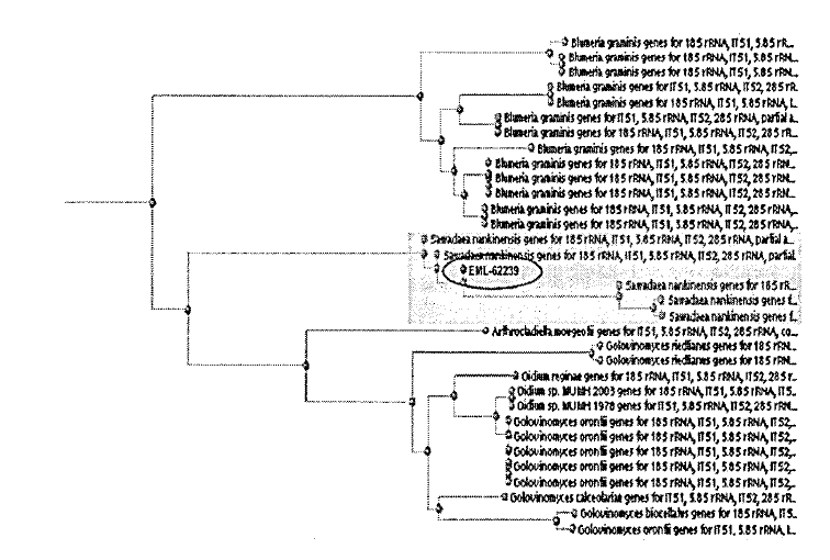 Distance tree depicting results of BLAST searches against all sequences in GenBank. A circle marks the causal fungus, EML-62239 isolated from trident maple in Korea.