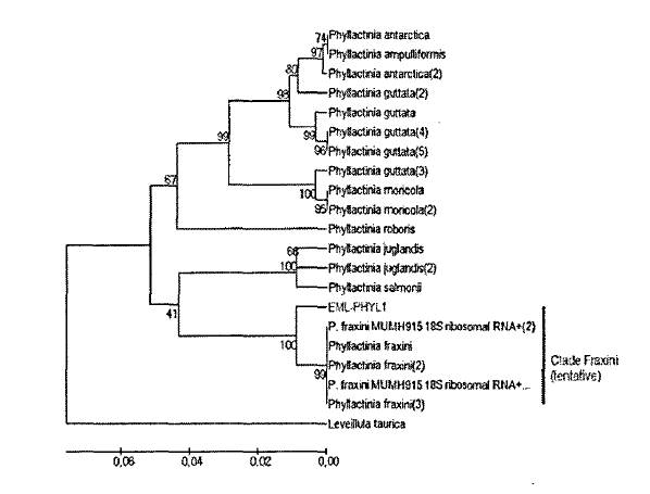 NJ tree based on the analysis of 18S rDNA showing an evolutionary relationship between EML-PHYL1 and 21 taxa retrieved from GenBank. The optimal tree with the sum of branch length = 0.37129291 is shown. The percentage of replicate trees in which the associated taxa clustered together in the bootstrap test(2000 replicates) are shown next to the branches. There were a total of 458 positions in the final dataset.