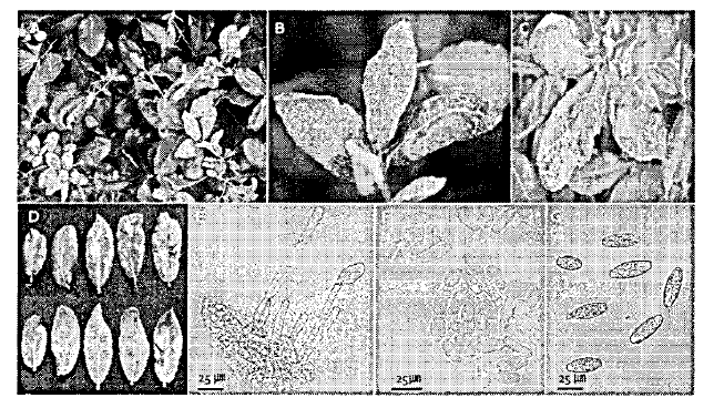 Powdery mildew symptoms and the morphology of the causal pathogen.