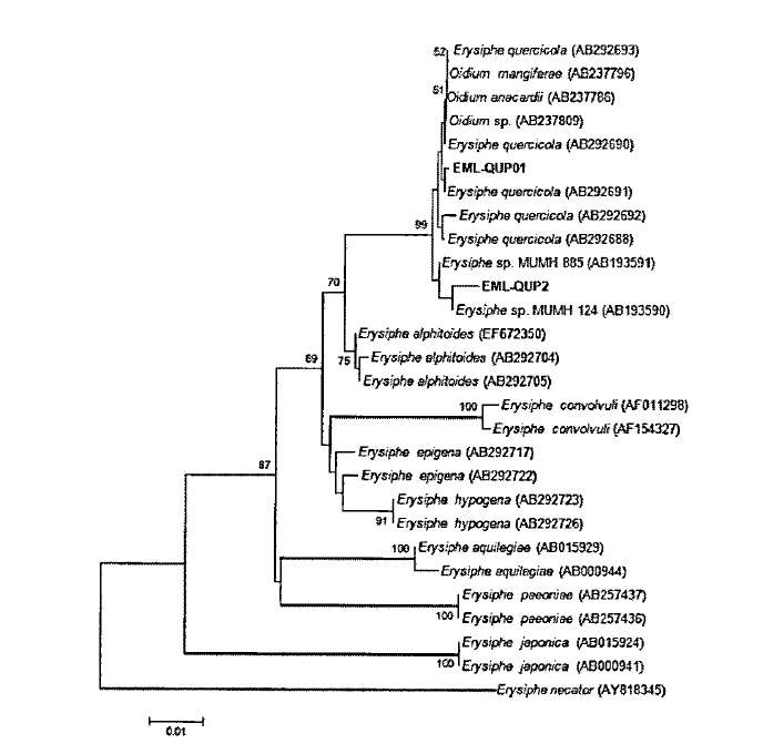 Maximum parsimony tree of alignment of the partial sequence of ITS region of EML-QUP1 and -2. Erysiphe nector was used as an outgroup. Bootstrap values were shown above branches supported by more than 50% from 1,000 replications.