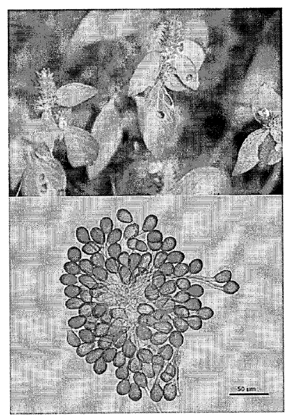 Leaves of water willow (Justicia procumbens) with leaf rust caused by Puccinia lantanae (up). One- or two-celled teliospores of Puccinia lantanae (down).