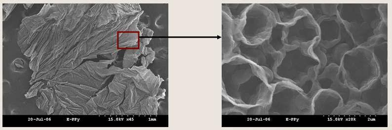계면중합에 의한 폴리피롤의 SEM