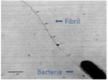 미생물이 셀룰로오스 나노 섬유를 생산하는 모습