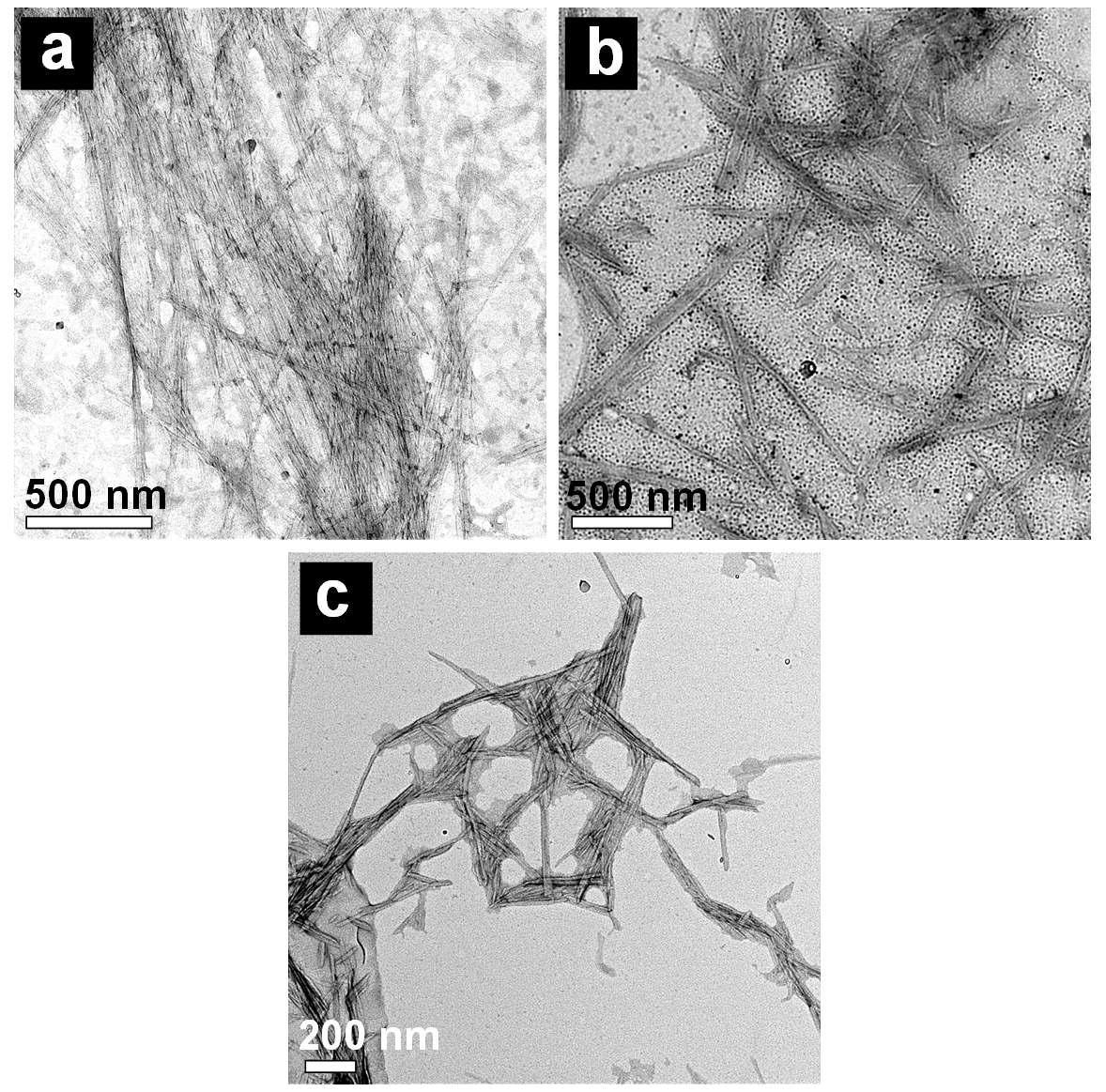 가수분해 시간의 변화에 따른 박테리아 나노셀룰로오스의 투과전자현미경 사진 : (a) 1시간, (b) 2시간, (c) 3시간
