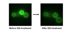 α-synuclein-GFP 과발현 yeast에서 DQ에 의한 amyloid 분해 형광 결과