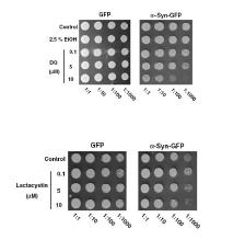 α-synuclein-GFP 발현 yeast에서의 세포사멸 효과