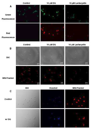 α-synuclein-GFP 발현 yeast에서 DQ와 lactacystain 처리에 따른 PI 및 MitoTracker 염색 결과