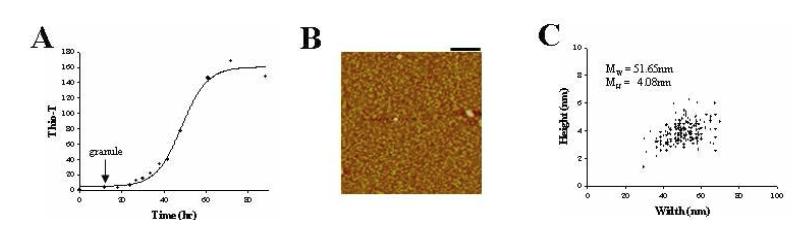 α-Synuclein 과립구 유도 및 형태분석