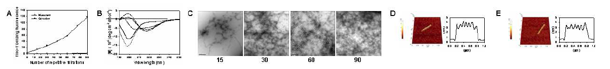 (A) 과립구에 대한 반복적 원심력 여과 (B) CD 분석 (C) 반복 여과 후 형성 된 아밀로이드 섬유들의 TEM 이미지 (D) 원심력 여과 또는 (E) 일반적인 교반 배양으로 생성된 아밀로이드 섬유의 AFM 비교 분석