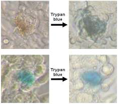 PcTS에 의한 amyloid 생성물의 세포독성효과 비교