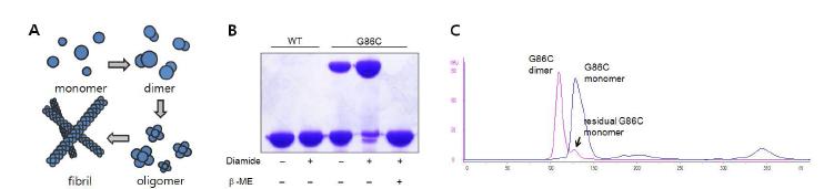알파-시뉴크린 자가 조립에서의 이합체의 생성과 G86C 변이체를 이용한 이합체의 정제