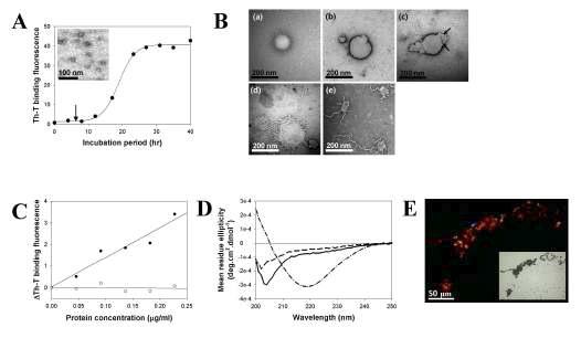 α-synuclein 과립형 소중합체와 PC 지질막 상호작용을 통한 Lewy body 유사구조체 형성