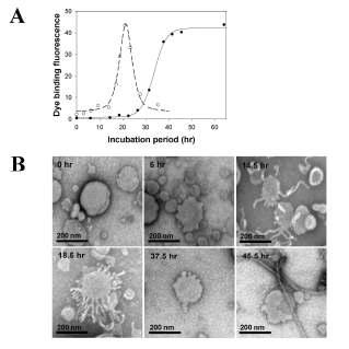 α-Synuclein 과립형 소중합체와 여과 과정 중 소중합체의 아밀로이드 섬유 형성