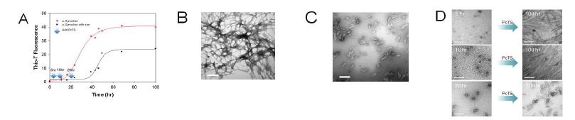 α-Synuclein 과립형 소중합체의 상태에 의존하는 융합 아밀로이드 섬유의 형태학적 특징