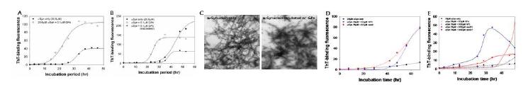 글루타티온 과산화효소에 의한 α-synuclein 아밀로이드 섬유 형성 촉진