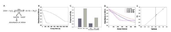 α-Synuclein 첨가로 인한 글루타티온 과산화효소 활성 증가