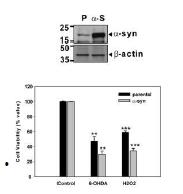 α-Synuclein에 의한 신경 세포 성장 및 분화 시 세포사멸 효과 검색