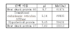 α-Synuclein 과 발현 세포에 6-OHDA 를 24시간 처리하였을때 발현 증가 단백 군