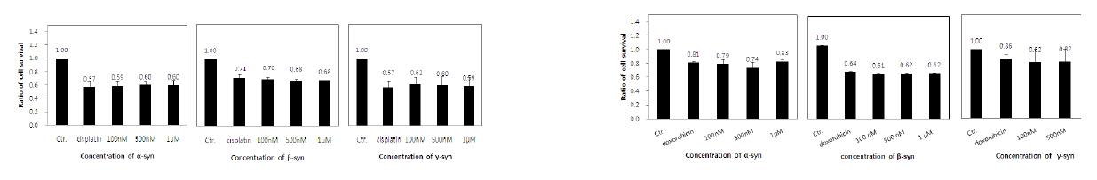 Cisplatin(왼쪽), Doxorubicin(오른쪽)으로 유도된 MCF7 세포사에 미치는 α-, β-, γ-synuclein의 영향.