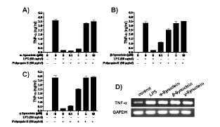 Synuclein 단백질이 THP-1 세포 활성화에 미치는 영향