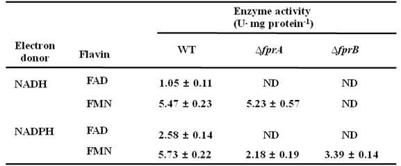 Fpr 돌연변이균주와 야생종의 Flavin reductase 활성분석