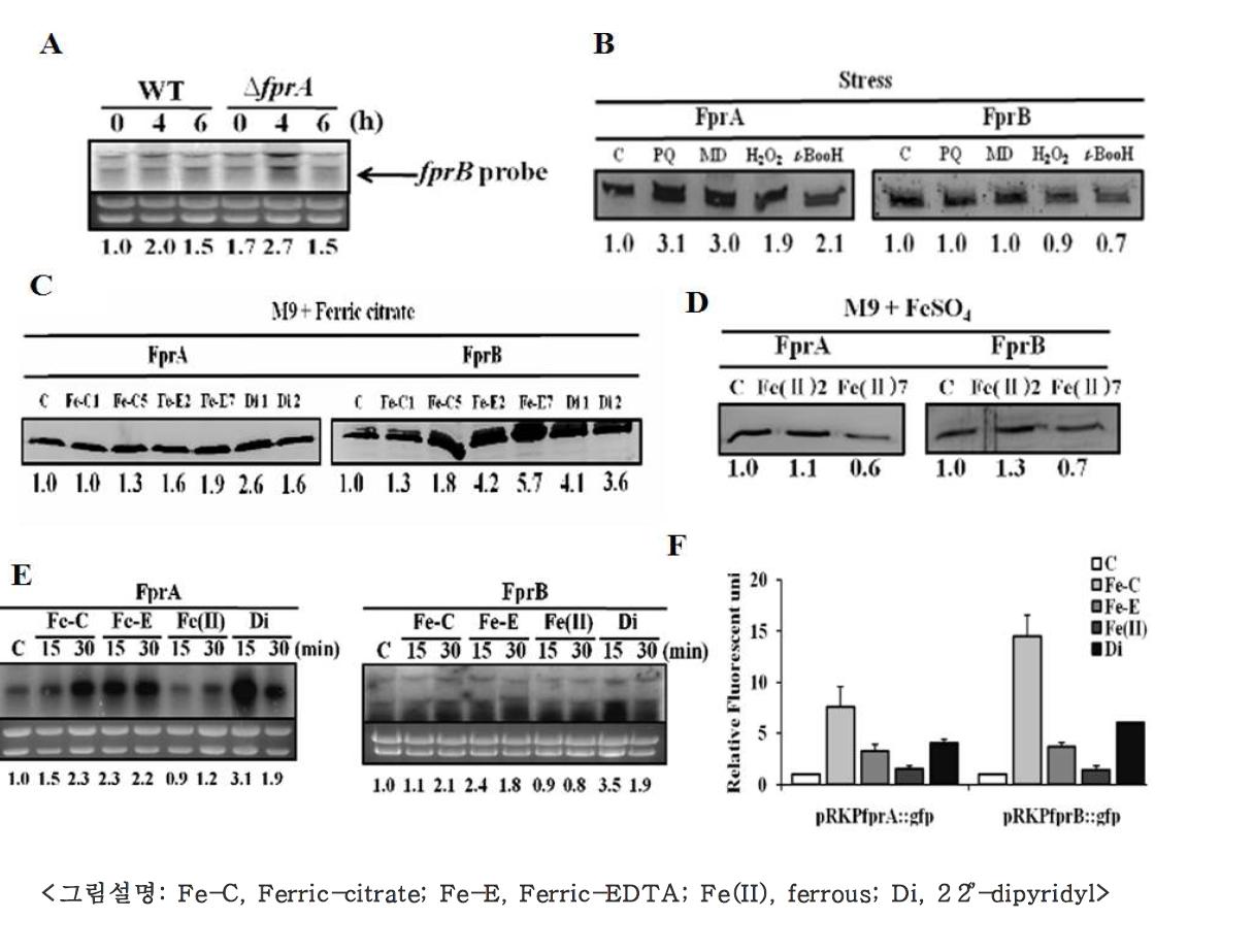 다양한 스트레스 조건에서의 Fpr 발현 실험