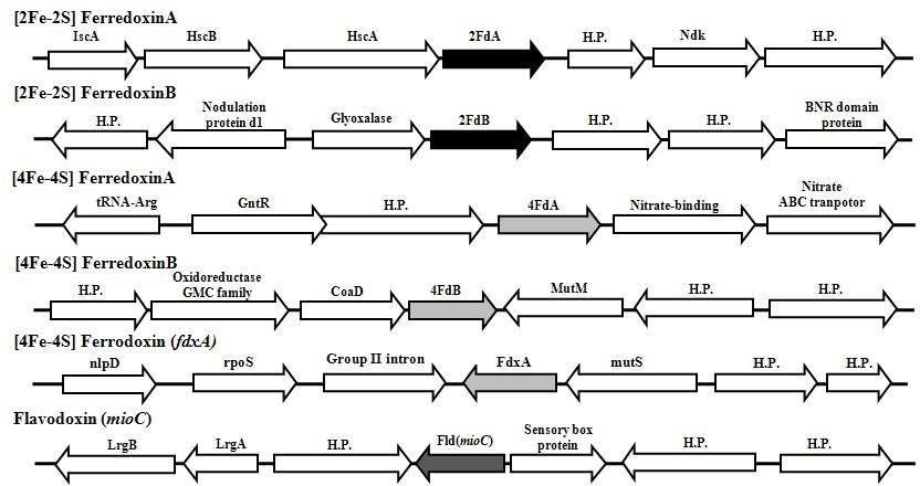 내의 Fpr 과 상호작용이 가능한 단백질들의 gene cluster