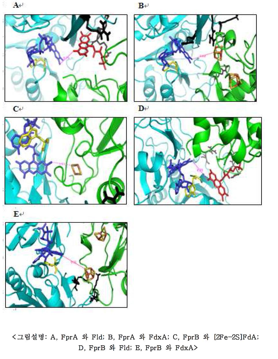 Fpr 과 전자전달짝 간의 Homology modeling 결과