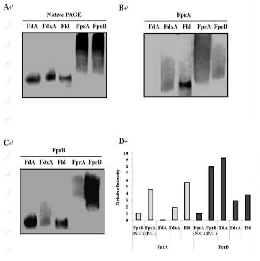 분리정제된 Fpr 들과 기질간의 Far-western blot 분석