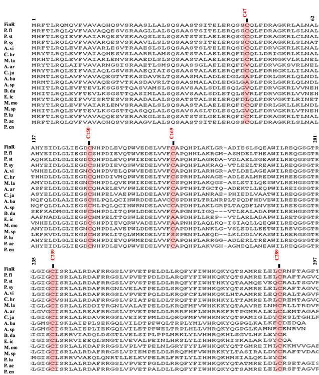 다양한 FinR 단백질의 cysteine 위치 분포도