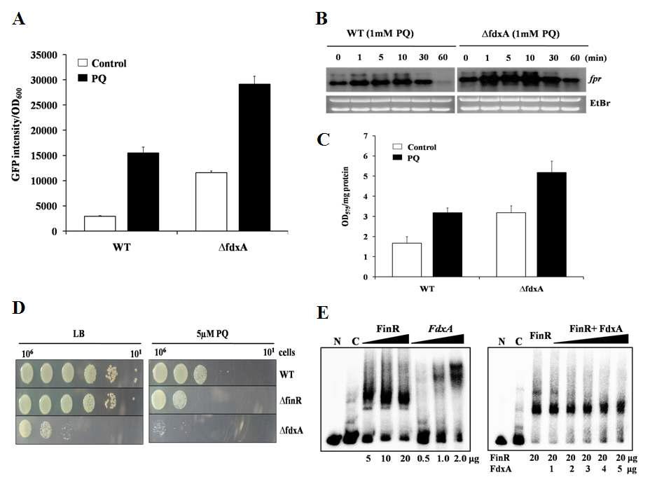 FdxA 와 FinR 단백질 간의 관계 연구