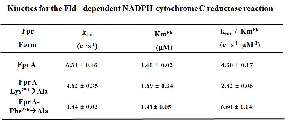 FprA 의 Lys, Phe 돌연변이 단백질의 효소학적 반응 결과표