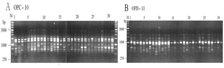 Electrophoresis profiles of in vitro cultured Cymbidium goeringii. and C. kanran generated by RAPD analysis.