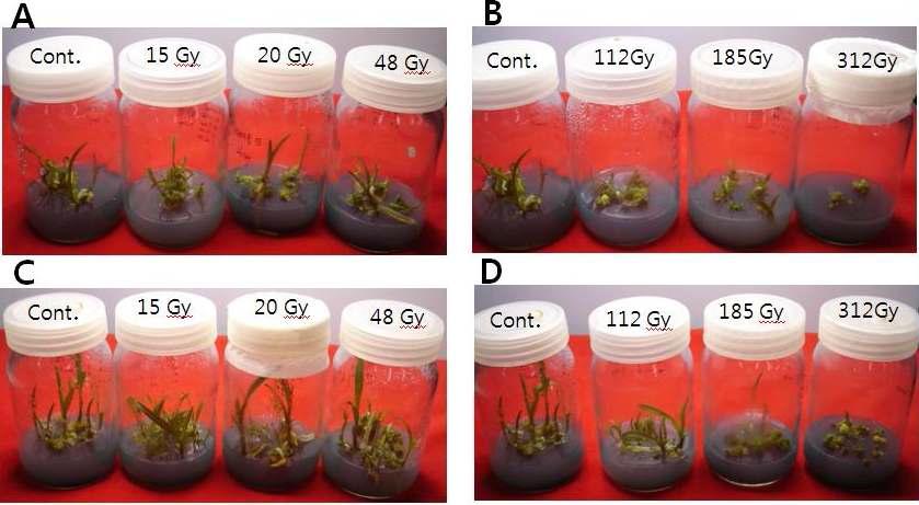 Profiles of electron beam (2MeV/n, 0.5mA) irradiated Cymbidium Spp. protocorm.